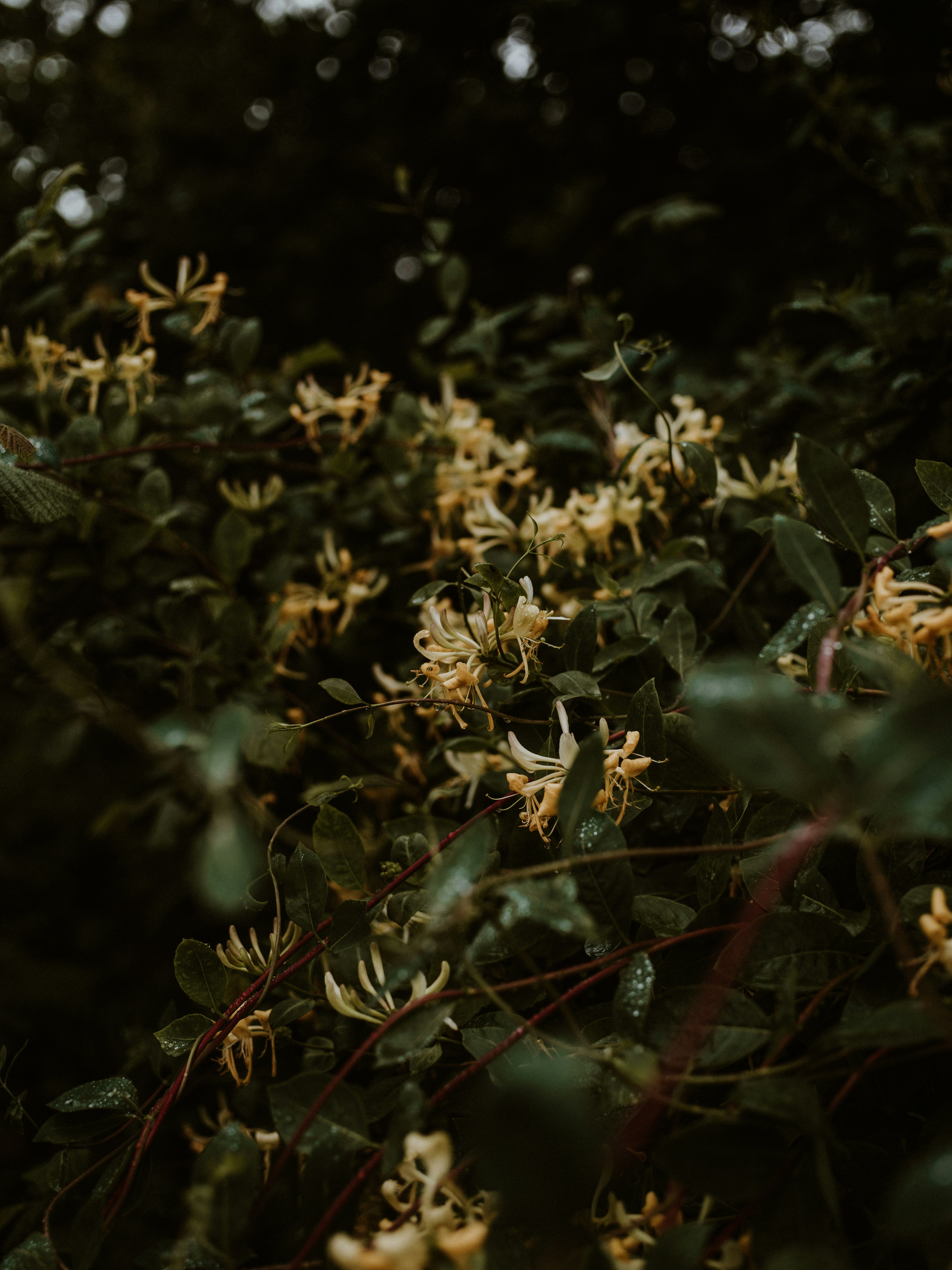 yellow flowers in tilt shift lens